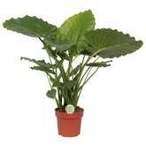 Olifantsoor (Alocasia 'California') 85cm hoog,