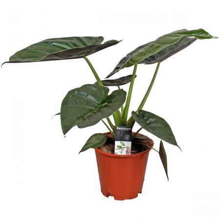 Olifantsoor (Alocasia 'Wentii') 65cm hoog,
