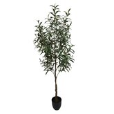 Olijf 150cm