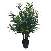 Olijf 70cm