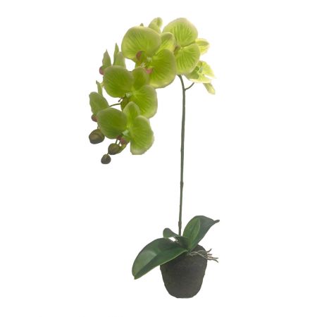 Orchidee 1 tak, 63cm groen