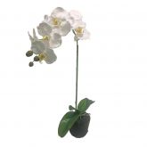 Orchidee 1 tak, 63cm wit