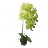 Orchidee 2 taks, 64cm groen