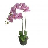 Orchidee 2 taks, 64cm roze