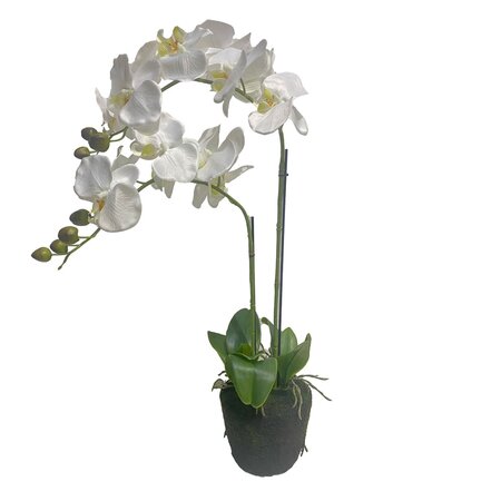 Orchidee 2 taks, 64cm wit