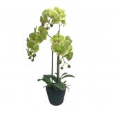 Orchidee 3 taks, 80cm groen