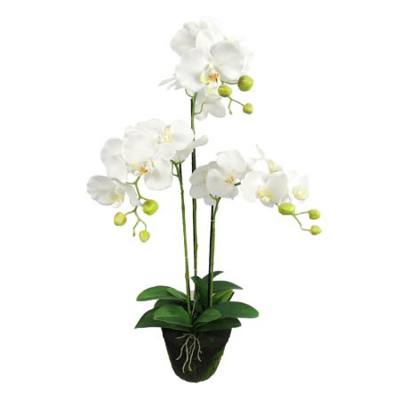 Orchidee 3 taks, 80cm wit