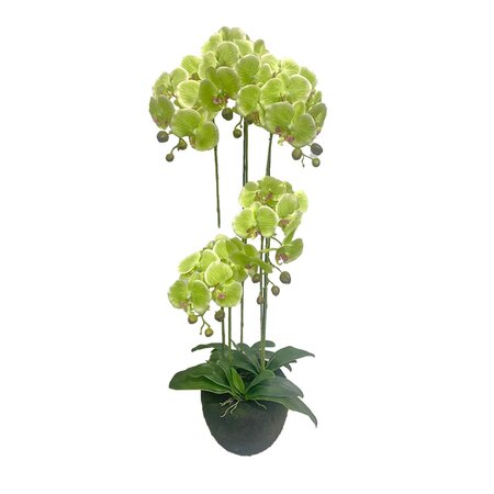 Orchidee 5 taks, 115cm groen