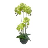 Orchidee 5 taks, 115cm groen