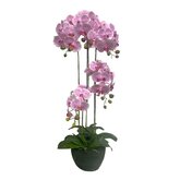 Orchidee 5 taks, 115cm roze