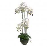 Orchidee 5 taks, 115cm wit