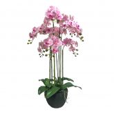 Orchidee 6 taks, 88cm roze