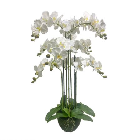 Orchidee 6 taks, 88cm wit