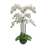 Orchidee 6 taks, 88cm wit