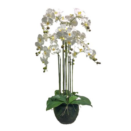 Orchidee 9 taks, 115cm wit
