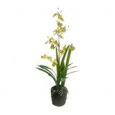Orchidee in pot groen 75cm
