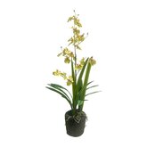 Orchidee in pot groen 75cm