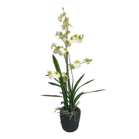 Orchidee wit in pot 75cm