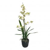 Orchidee wit in pot 75cm