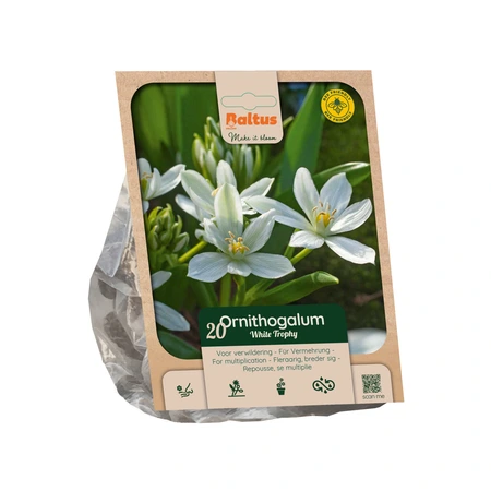 Ornithogalum White Trophy per 20
