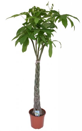 Pachira aquatica 170cm hoog,