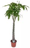 Pachira aquatica 170cm hoog,
