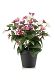 Pansy bush fuchsia/purple 29cm in black pot