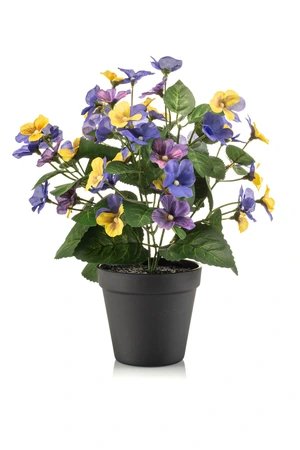 Pansy bush yellow/blue 29cm in black pot