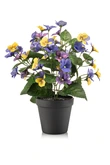 Pansy bush yellow/blue 29cm in black pot