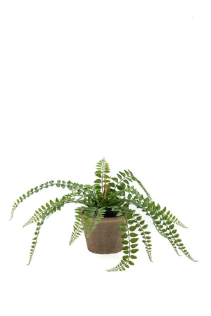 Pellaea fern bush 50cm in tc pot ag - afbeelding 1