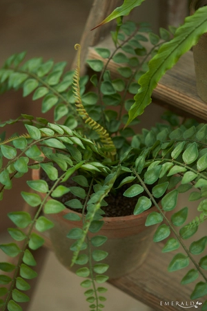 Pellaea fern bush 50cm in tc pot ag - afbeelding 2