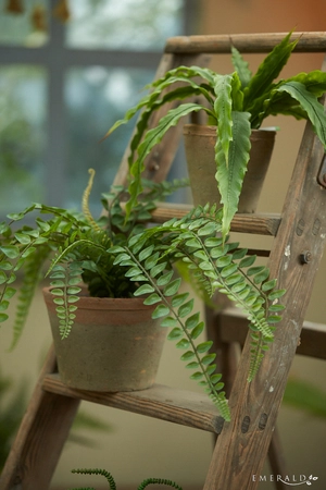 Pellaea fern bush 50cm in tc pot ag - afbeelding 3