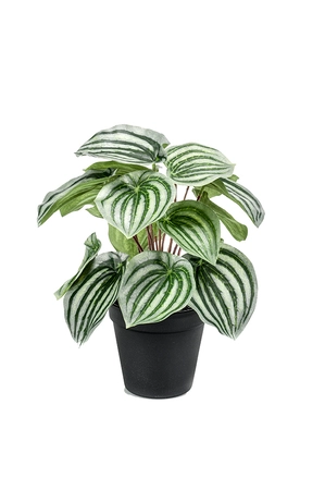 Peperomia bush green/grey 25cm in b