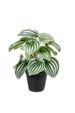Peperomia bush green/grey 25cm in b