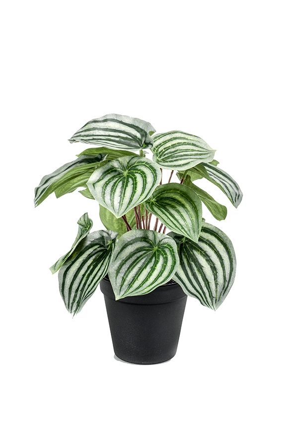 Peperomia bush green/grey 25cm in b - TuinWereld