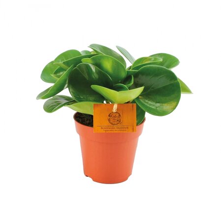 Peperomia obtusifolia groen