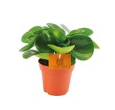 Peperomia obtusifolia groen