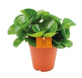 Peperomia obtusifolia groen