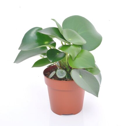 Peperomia Raindrop