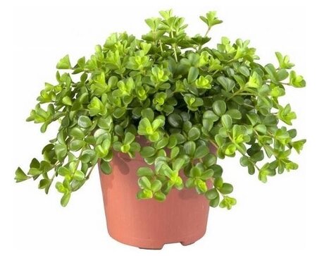 Peperomia Rotundifolia