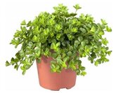 Peperomia Rotundifolia