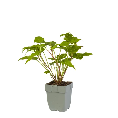 Persicaria ampl. 'Blackfield'