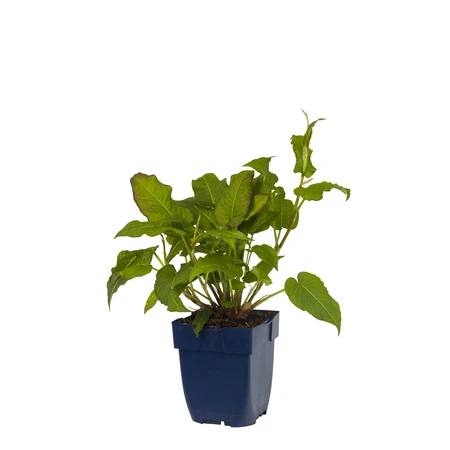 Persicaria amplexicaulis