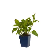 Persicaria amplexicaulis