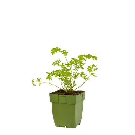 Petroselinum neapolitanum