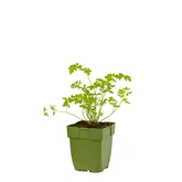 Petroselinum neapolitanum