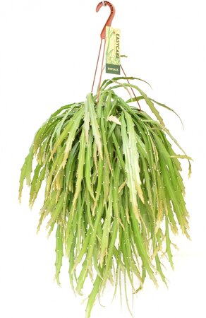 Pfeiffera Asuntapatense