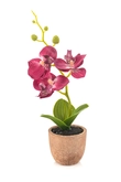 Phalaenopsis mini fuchsia in pot 20cm