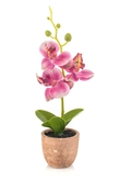 Phalaenopsis mini pink in pot 20cm