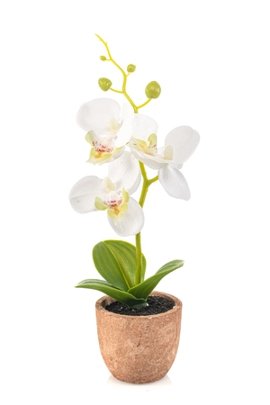 Phalaenopsis mini white in pot 20cm
